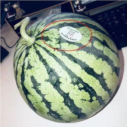 网红求瓜吃,一场视觉与味蕾的双重盛宴 第2张 网红求瓜吃,一场视觉与味蕾的双重盛宴 第2张